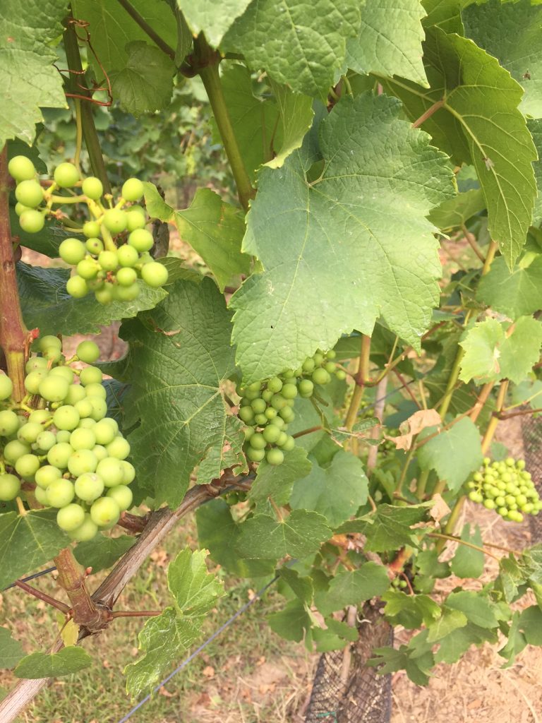 Wijnranken in Aldeneyk langs de Maas Maasvallei Limburg Foodblog Foodinista