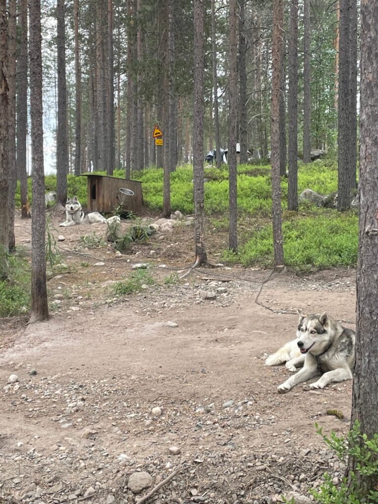 Naar de husky's in de zomer - naar de rustomgeving