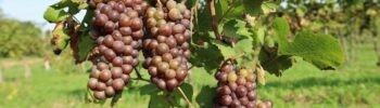 Pinot Grigio: dé frisse witte wijn bij lichte gerechten en zonnige foodmomenten
